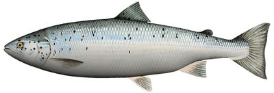 Kosefisk Laks 60cm