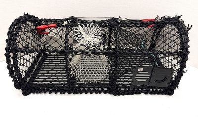 Hummerteine 15kg, yrkesfiske