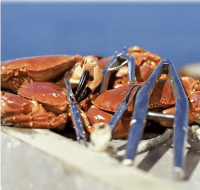 Pagurus Stainless Steel Seafood Forks – 6-Pack